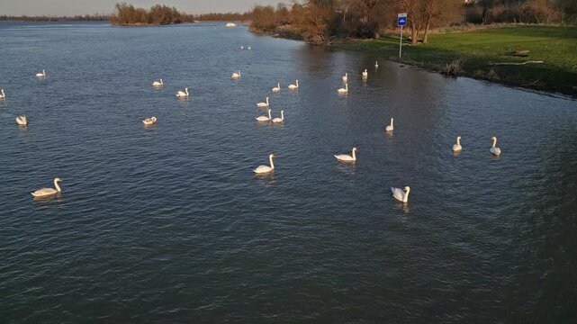 Flock of white swans swimming on the Danube river. Peaceful riverbank with bare trees under clear blue sky, 4k