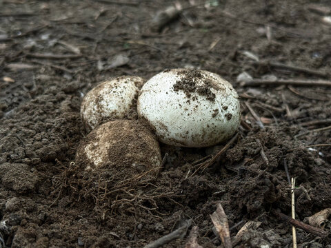 Common stinkhorn fungus in egg stage growing from a dark fertile soil forest ground. Close-up view of a wild edible young Phallus impudicus mushroom covered with soil particles. Natural organic flora.