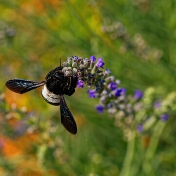 Double white barred carpenter bee feeds on sage. 