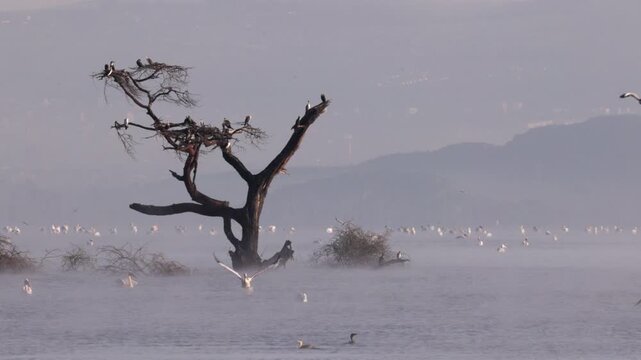 Video footage of a misty morning landscape with birds flying over Lake Nakuru in Lake Nakuru National Park, Kenya.