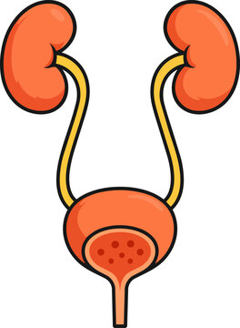 Urinary system anatomy illustration showing kidneys, ureters and bladder