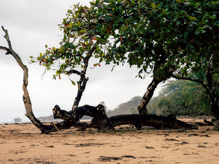 Bent mangrove trunk stands on sandy beach © Santiago