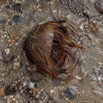 Single coconut husk half buried in a wet strandline with splayed brown fibres