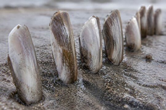 Razor clam shells standing on edge in damp beach sand with pale valves wedged upright among wet grains