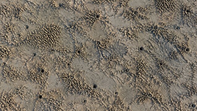 Damp flat covered with small sand pellets and tiny burrow holes