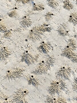 Field of small round ghost crab burrows pocking an upper beach each ringed by a fan of excavated pale grains