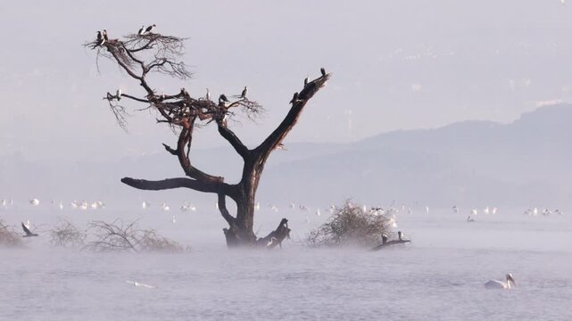 Video footage of a misty morning landscape with birds flying over Lake Nakuru in Lake Nakuru National Park, Kenya.