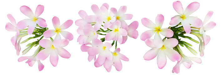 Pink plumeria flowers isolated on white, set. Tropical plant © New Africa