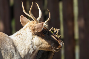 Close-up profile of a reindeer with impressive antlers against a blurred wooden background © Діма Осташук