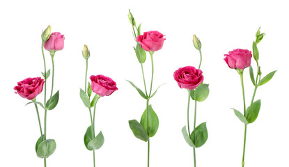 Obraz premium Beautiful eustoma flowers in row isolated on white, set