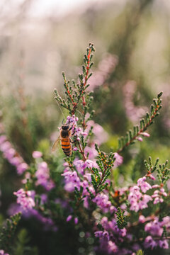 Honey bee (Apis mellifera) foraging on common heather (Calluna vulgaris), beautiful autumn macro photo with purple flowers, soft bokeh, and shallow depth of field