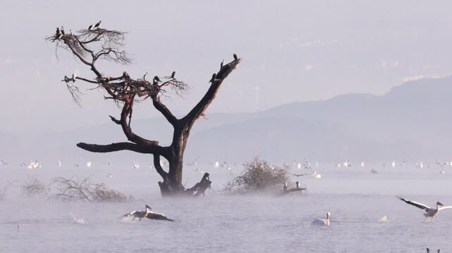 Video footage of a misty morning landscape with birds flying over Lake Nakuru in Lake Nakuru National Park, Kenya.