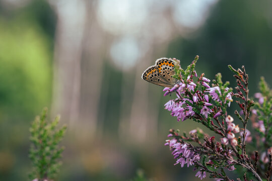 Blue butterfly (Lycaenidae) perched on blooming common heather, beautiful autumn wildlife macro with purple flowers, soft forest bokeh, and shallow depth of field