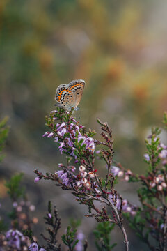 Blue butterfly (Lycaenidae) resting on common heather flowers, beautiful autumn macro photo with purple blooms, soft bokeh, and shallow depth of field