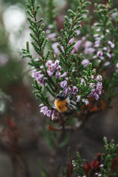 Tree bumblebee (Bombus hypnorum) feeding on common heather flowers, beautiful autumn macro photo with purple blooms, shallow depth of field, and soft natural background