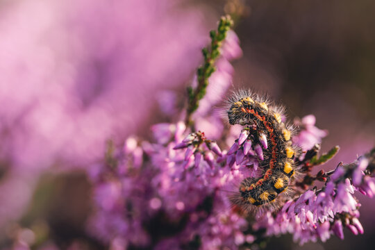 Hairy moth caterpillar feeding on common heather flowers, beautiful detailed autumn macro photo with purple blooms, colorful markings, soft bokeh, and shallow depth of field