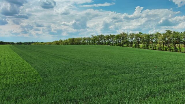 Green wheat field stretching to horizon under blue sky with white clouds. Vast farmland in Vojvodina, Serbia with tree line in distance, 4k