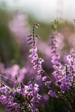 Common heather (Calluna vulgaris) blooming with delicate purple flowers, beautiful autumn macro photo with dreamy pink bokeh, soft natural light, and shallow depth of field