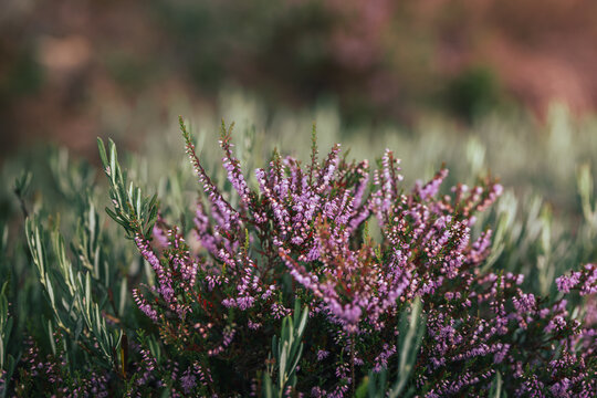 Common heather (Calluna vulgaris) covered in delicate purple flowers, beautiful autumn nature photo with green foliage, soft background, and shallow depth of field