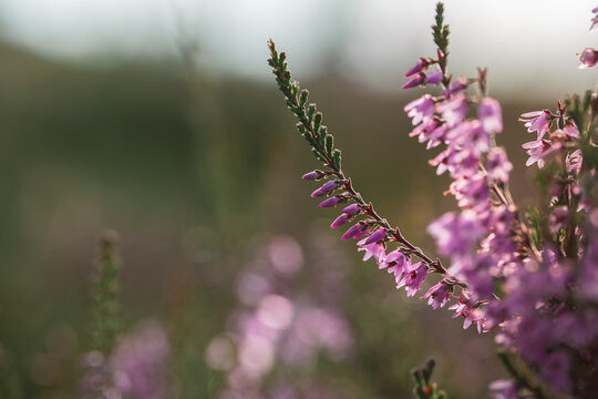 Common heather (Calluna vulgaris) blooming with delicate purple flowers, beautiful autumn macro photo with dreamy pink bokeh, soft natural light, and shallow depth of field