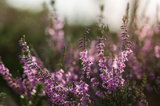 Common heather (Calluna vulgaris) blooming with delicate purple flowers, beautiful autumn macro photo with dreamy pink bokeh, soft natural light, and shallow depth of field