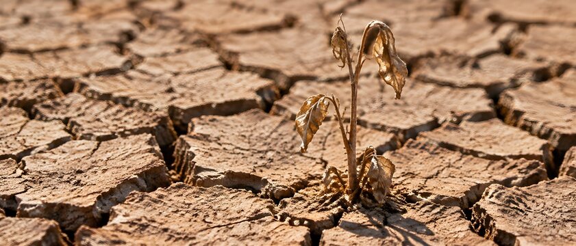 Cracked earth pattern surrounding a single dried plant during extreme drought