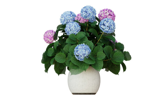 A vibrant arrangement of blue and pink hydrangea flowers with lush green leaves, displayed in a simple white ceramic vase against a black background.