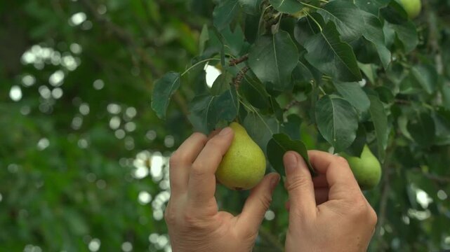 Hands of an individual gently plucking ripe green pears from a tree branch surrounded by lush green leaves, showcasing the natural harvesting process in a vibrant outdoor setting