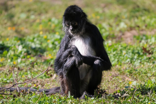 Black-handed spider monkey sitting on grassy ground with a thoughtful expression