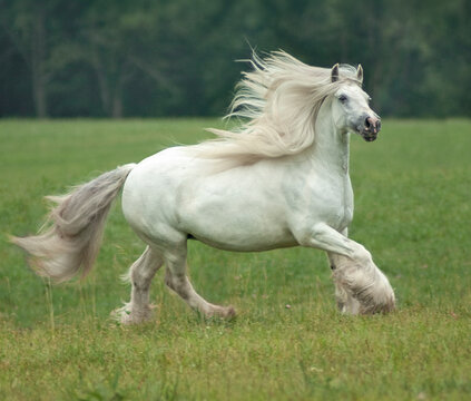 adult female Gypsy Vanner Horse mare runs across grass field