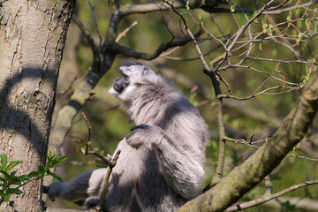 Fototapeta premium Lemur sitting on a tree branch, looking up at the sky with a thoughtful expression