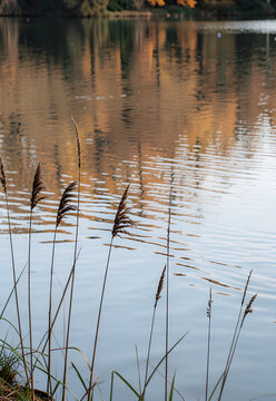 Reeds beside muted autumn reflections at a pond