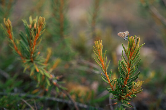 Small blue butterfly (Lycaenidae) resting on heathland vegetation, beautiful autumn macro nature photo with green foliage, soft background, and shallow depth of field