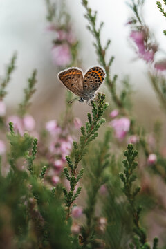 Blue butterfly (Lycaenidae) resting with open wings on common heather (Calluna vulgaris), beautiful macro photo with purple flowers and dreamy shallow depth of field