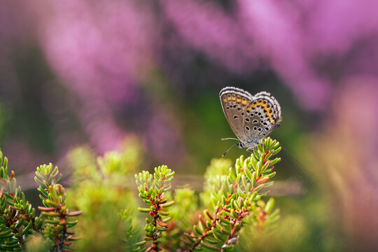 Blue butterfly (Lycaenidae) perched on common heather, beautiful autumn macro photo with green foliage, vivid purple flower bokeh, warm light, and shallow depth of field