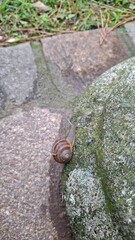 snail climbing a textured stone after rain © Alena