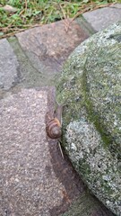 snail making its way up a rocky surface © Alena