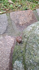 close-up of a snail crawling upward on a natural stone © Alena