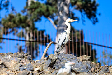 Fototapeta premium Majestic grey heron perched on rocky outcrop against a vibrant blue sky