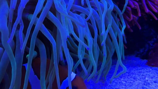 Tomato clownfish Amphiprion frenatus rests in bubble tip anemone Entacmaea quadricolor in Indo Pacific reef habitat. Marine symbiosis for biology, zoology, observation, science education and research.