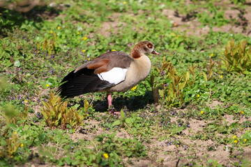 Egyptian goose standing in green grass with small yellow and purple flowers © Діма Осташук