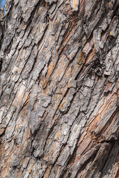 The texture of the bark of an old apple tree