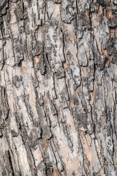 The texture of the bark of an old apple tree