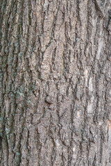 Fototapeta premium Bark texture and background of a old tree trunk. Detailed bark texture.