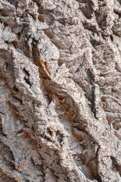 The bark of Amur velvet, or Amur cork tree, lat. Phellodendron amurense