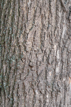 Bark texture and background of a old tree trunk. Detailed bark texture.