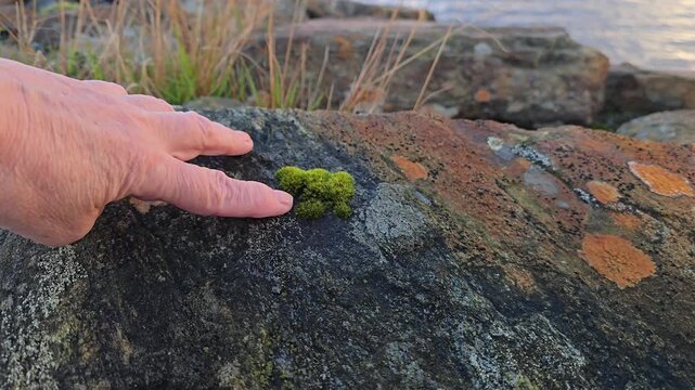 Close up of a human hand feeling and tracing the colorful mineral patterns, spots, and green moss on a large coastal granite stone by the sea. Norway, Alver. September