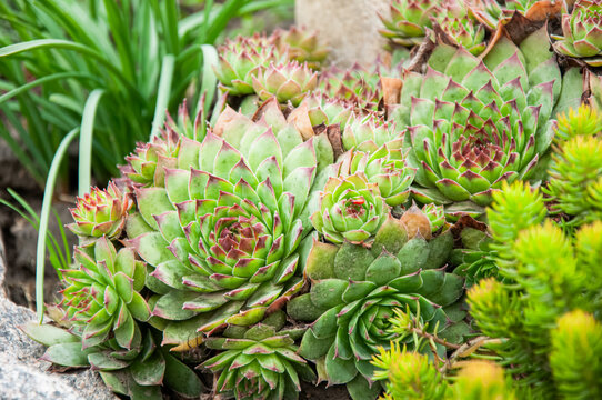 Beautiful close up view of green Sempervivum succulents with red leaf tips known as hens and chicks growing among stones in an outdoor summer rock garden