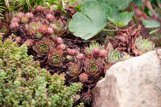 Close up view of colorful Sempervivum succulents known as hens and chicks growing among stones and other plants in a beautiful outdoor rock garden
