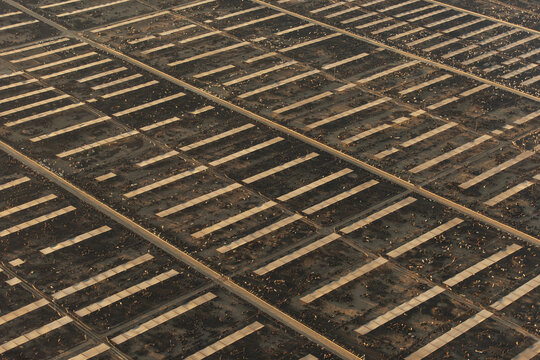 Coalinga, California, United States - 10 February 2021: Aerial view of a large cattle feedlot with rectangular pens in a grid, featuring livestock gathered near concrete feeding troughs.